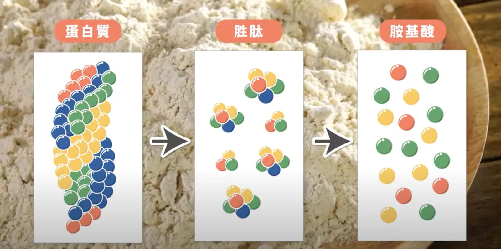 蛋白質、胜肽與胺基酸的關係