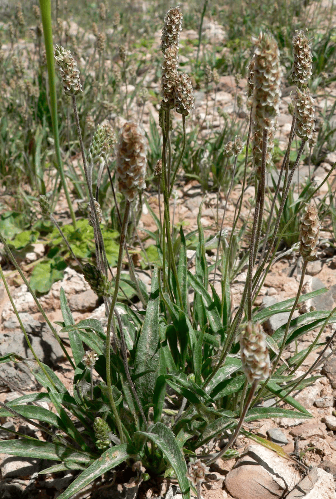 source of psyllium, a type of dietary fiber