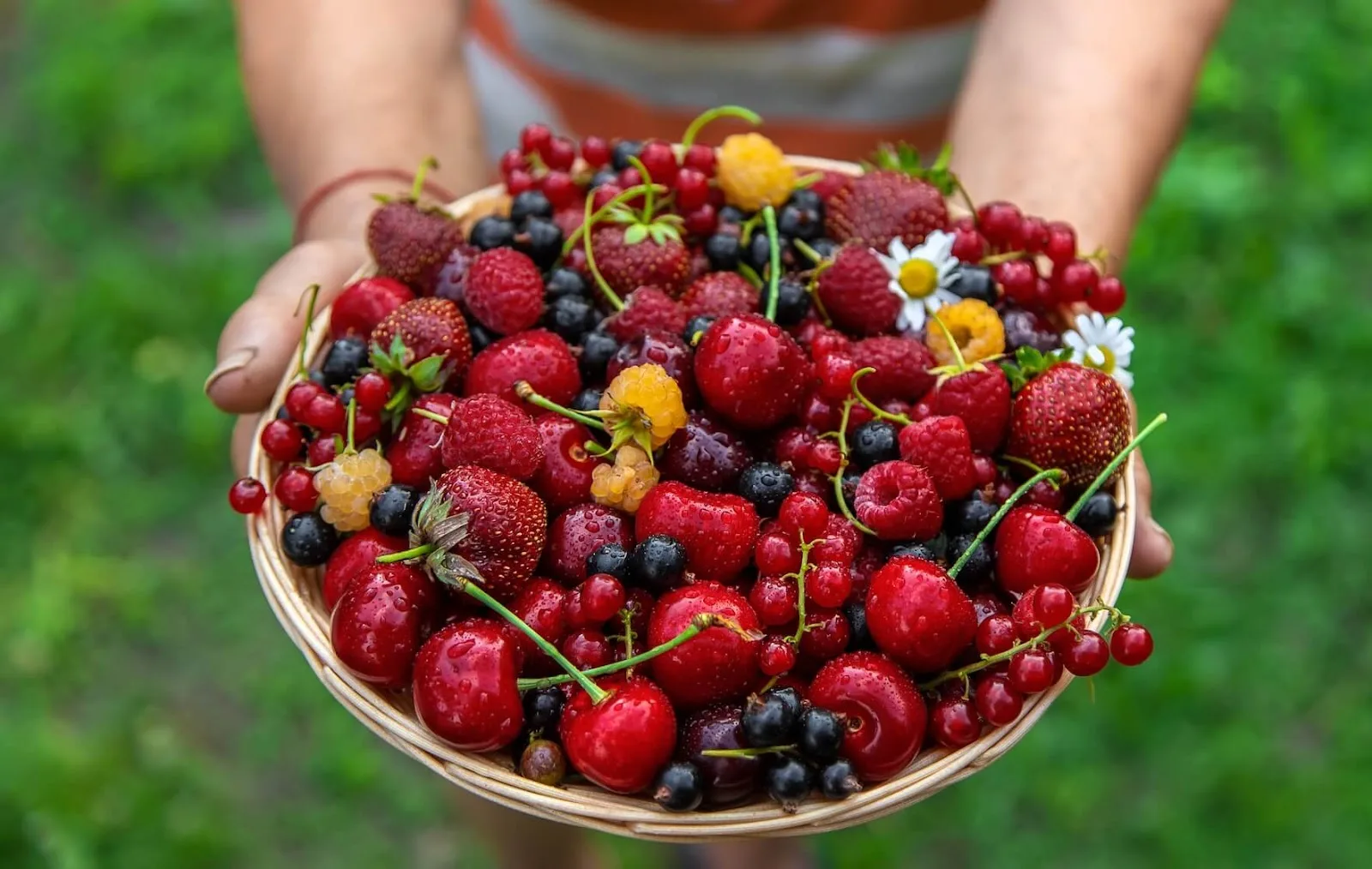 抗發炎食物，抗發炎水果－莓果、櫻桃等
